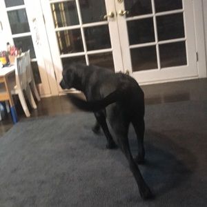 Meet your Posher, Shelley